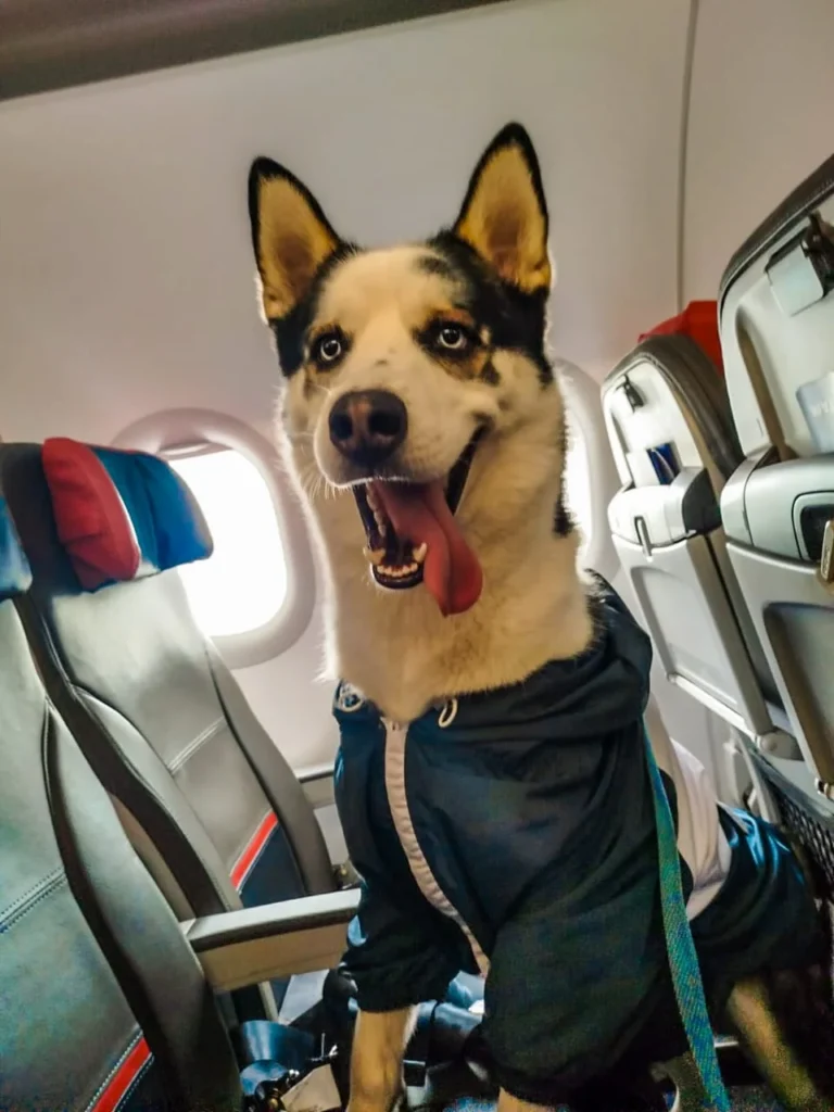 mascota de apoyo emocional en aeropuerto internacional