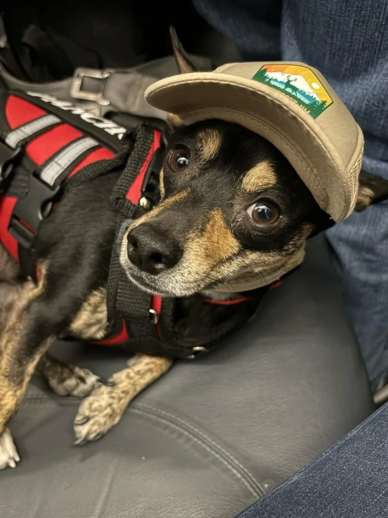 documentos para viaje internacional de mascotas